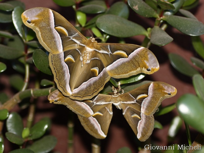 Samia cynthia, Saturniidae